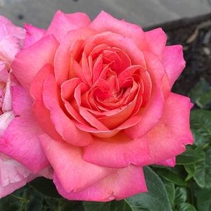 Meet your Posher, Kari-ann